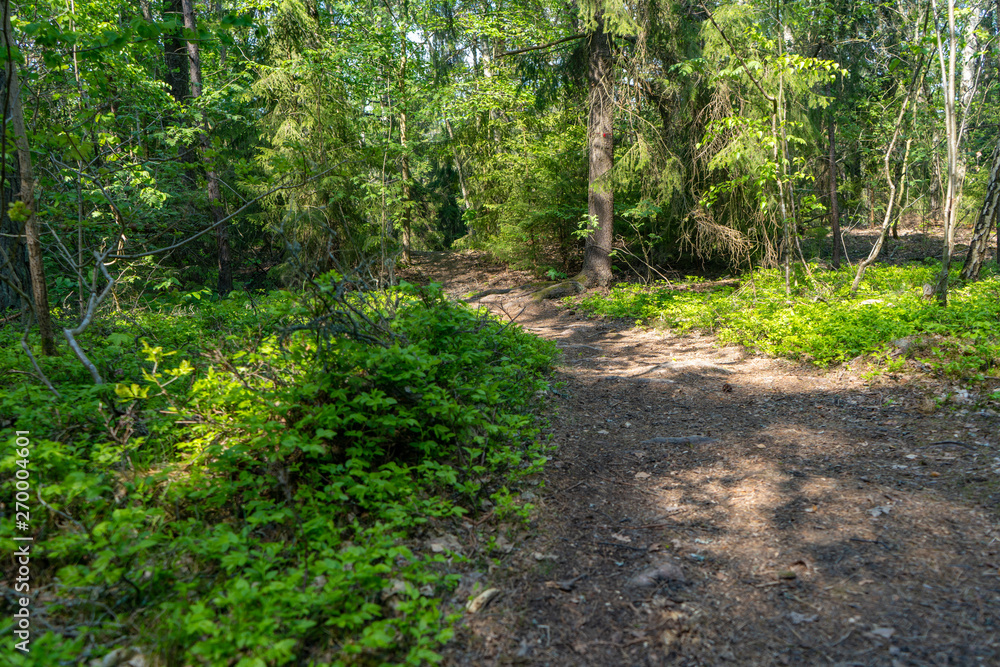 Obraz premium path in the swedish forest