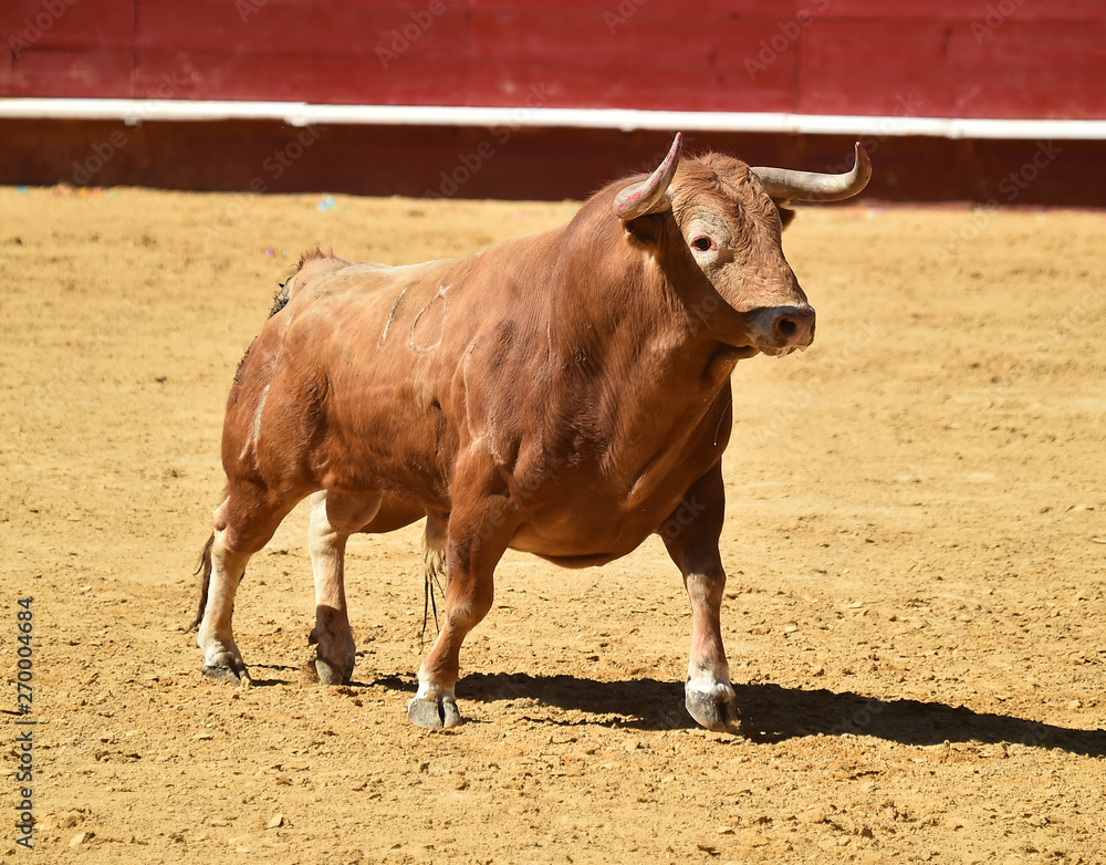 toro español en plaza de toros toro español en plaza de toros
