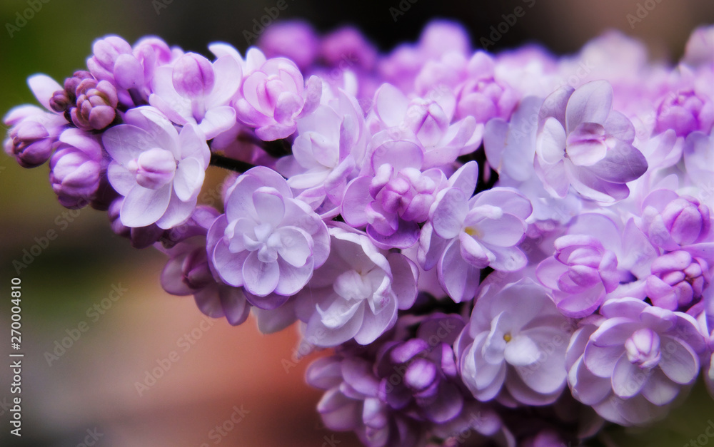Lilac bloom
