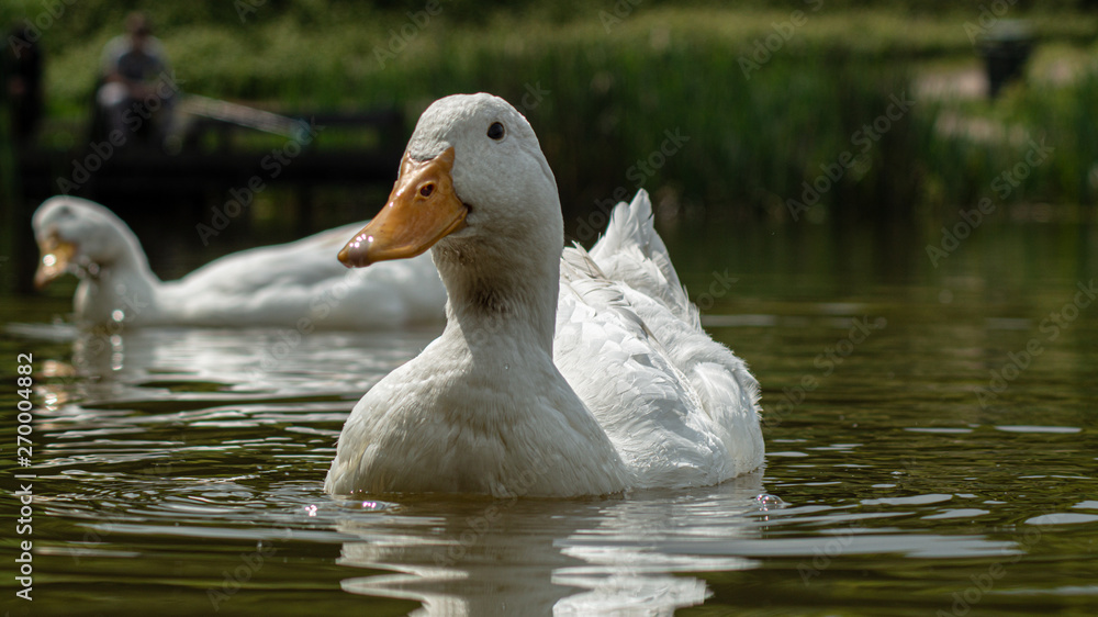 Large White Aylesbury, Pekin, Peking Duck, Close Up, Water Level View Large White Aylesbury, Pekin, Peking Duck, Close Up, Water Level View