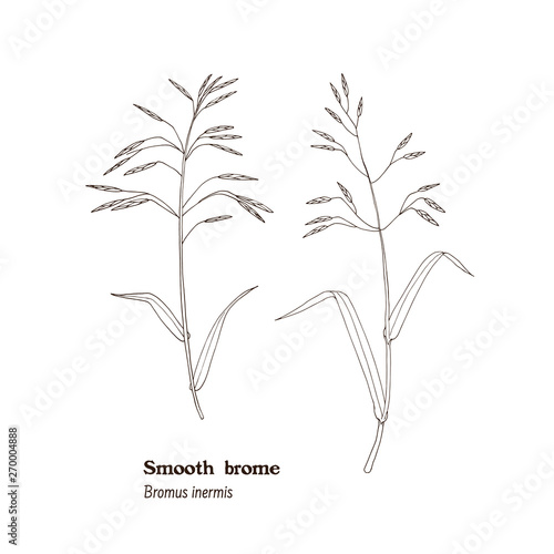 Black and white simple botanical illustration of Brome grass - Bromus inermis, forage, hay and silage meadow and pasture herb. 