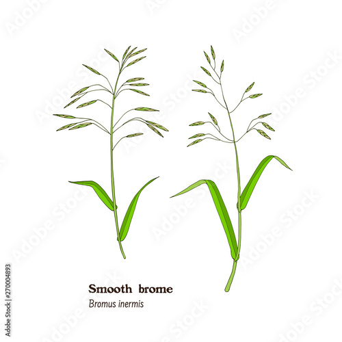 Vector vintage illustration of smooth brome grass - Bromus inermis plant, forage, hay and fodder meadow and pasture herb.