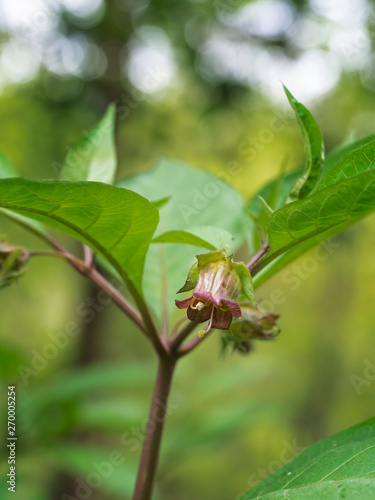 Belladonna flower aka Deadly nightshade. Atropa belladonna. Toxic due to tropane alkaloids. © Mushy