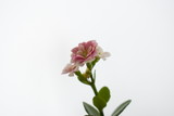 Delicate, beautiful, pale pink Kalanchoe flower attracts attention with its fragility and helplessness.