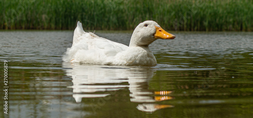 Large White Aylesbury  Pekin  Peking Duck  Close Up  Water Level View