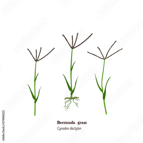 Set of botanical illustrations of bermuda grass - Cynodon dactylon forage, hay, and medicinal meadow  plant