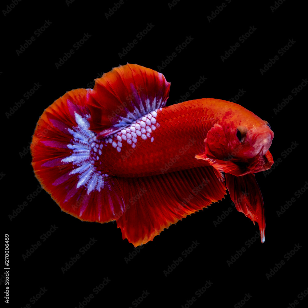 Betta fish red hellboy in the aquarium Betta fish red hellboy in the aquarium
