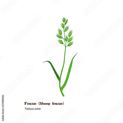 Botanical vector hand drawn ilustration of fescue (Festuca ovina), pasture and meadow forage plant. photo