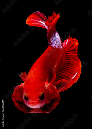 Betta fish  red hellboy in the aquarium
