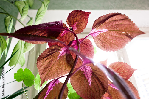 The structure of the leaves is red and about the stem has a pink shade a rather interesting combination of colors. The houseplant goes well with other plants.