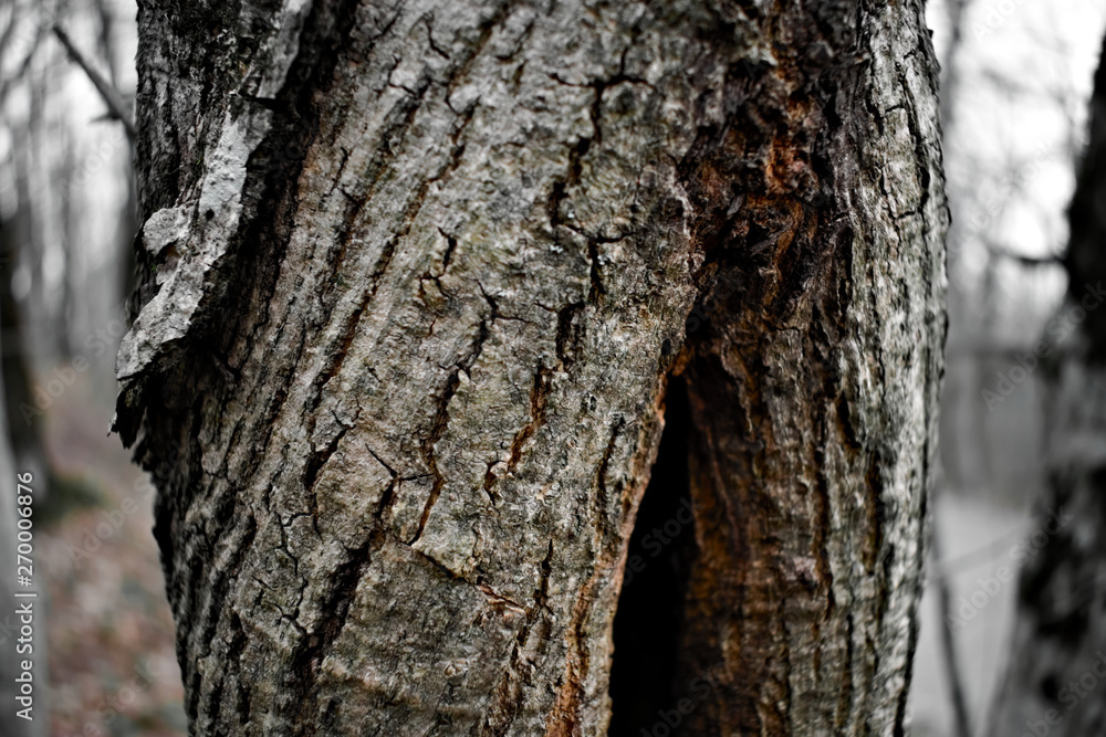 Gray-white bark of an old tree with longitudinal furrows of brown color. Gray-white bark of an old tree with longitudinal furrows of brown color.