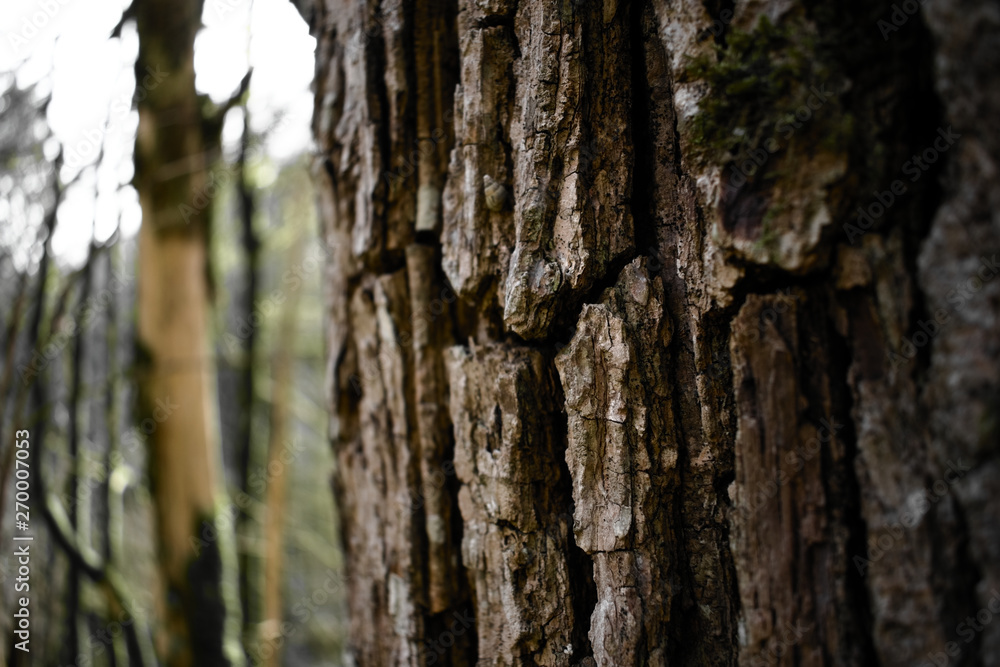 The structure of the bark has deep dark gray, thick cracks. The bark has a remarkable unusually thick layer of cork formed in the bark. The structure of the bark has deep dark gray, thick cracks. The bark has a remarkable unusually thick layer of cork formed in the bark.