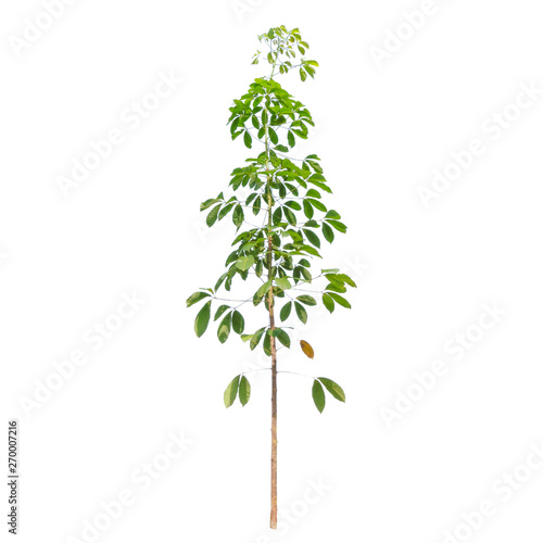 Isolated rubber trees on white background.