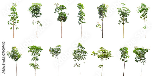 Collection of Isolated rubber Trees on white background ,beautiful trees from Thailand, isolated white background , Suitable for use in architectural design , Decoration work 