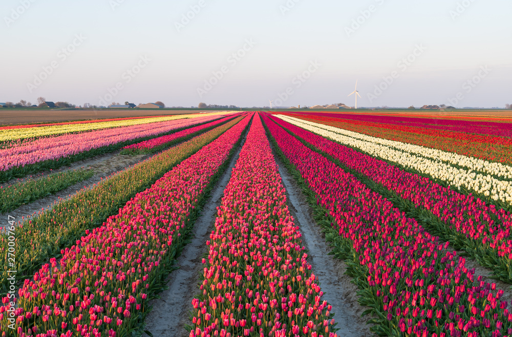 Field of tulips and wind turbines in the distance in the Dutch countryside.  Groningen, Holland.