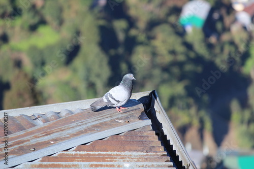 PIGEON2