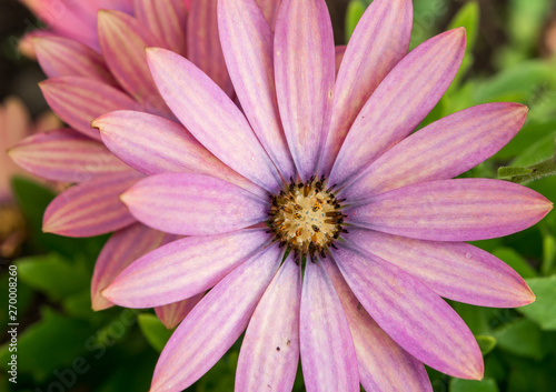 closeup of pink flower from the top