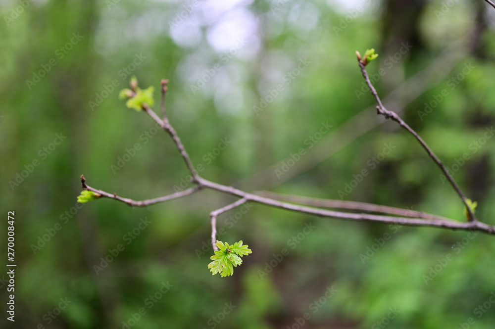 Lush green leaves of oak on a branch in nature.
