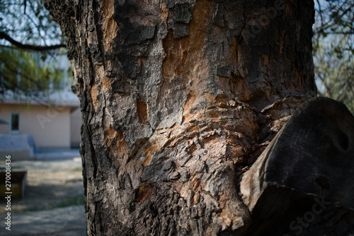 Slika na platnu A tree with a brownish-pink tinge and gray bark