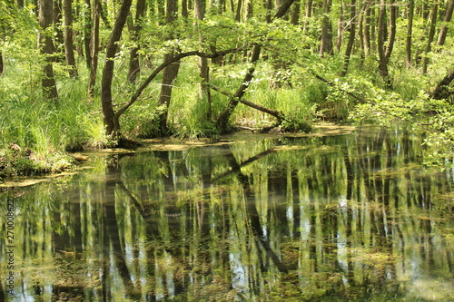 Fototapeta Naklejka Na Ścianę i Meble -  Pond in marsh, Tata
