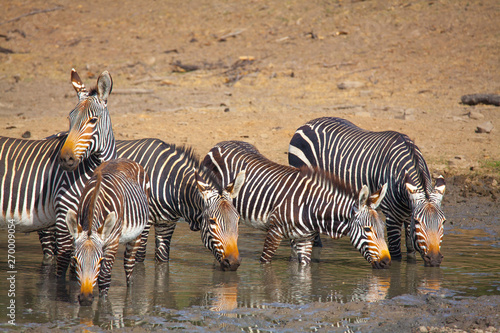 Cape Mountain Zebra National Park  South Africa