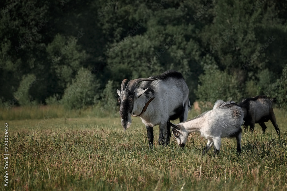 Alpine goat in countryside Alpine goat in countryside