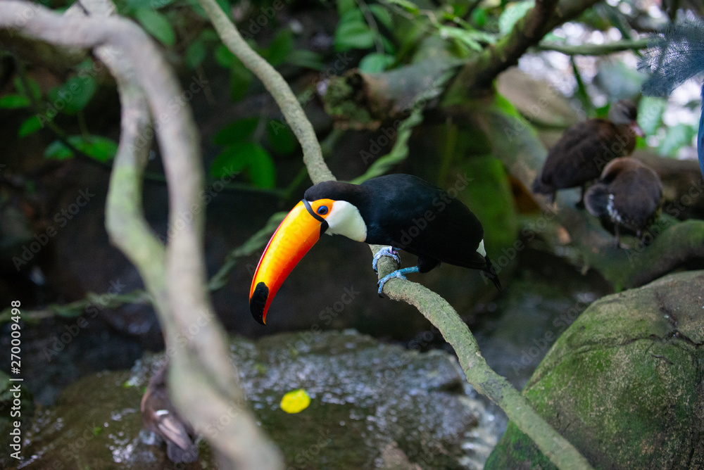 Fototapeta premium Toucan perched on branch