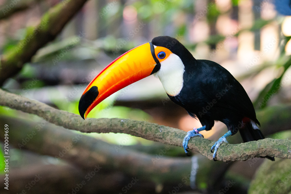 Obraz premium Toucan perched on branch