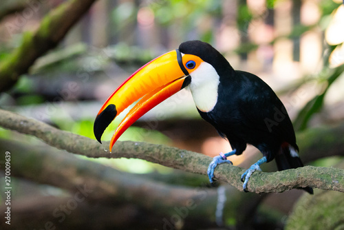 Canvas-taulu Toucan on a branch with its beak open