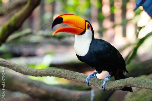 Toucan on a branch with its beak open, head raised up © Wally Tai
