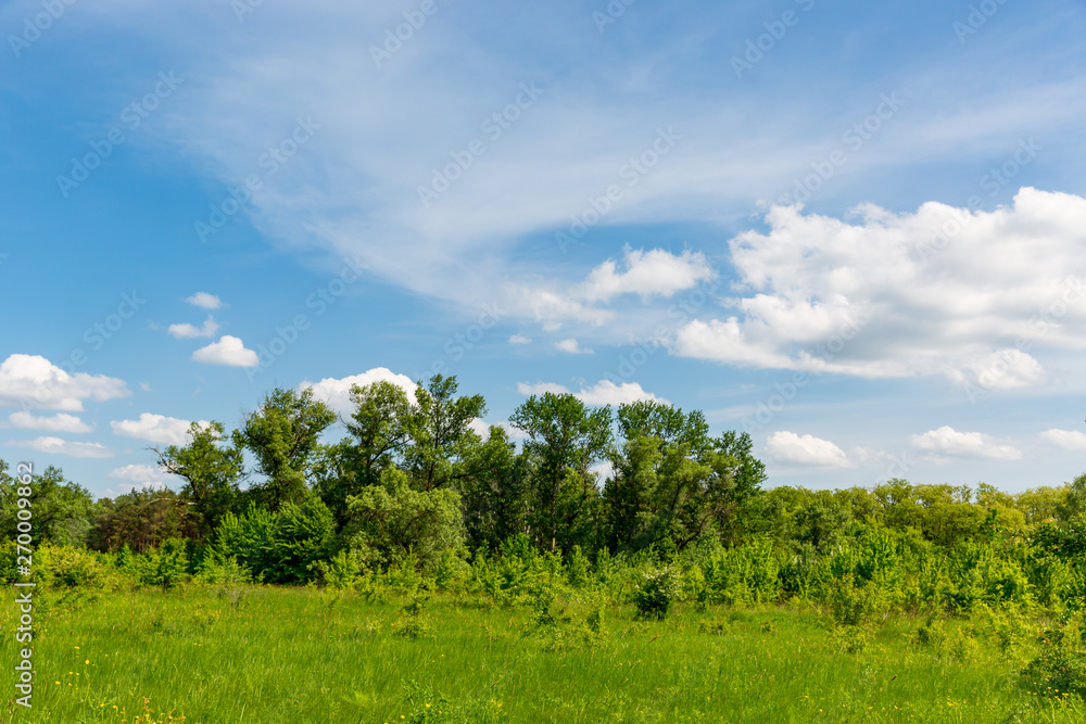 green meadow in steppe