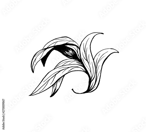 Tea tree leaves sketch ink vector illustration