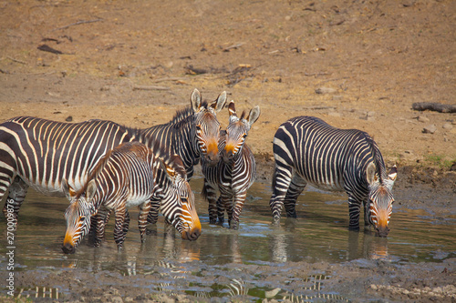 Cape Mountain Zebra National Park, South Africa