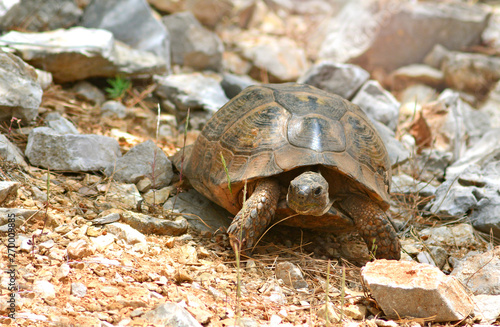 Turkish tortoise on a mountain stones