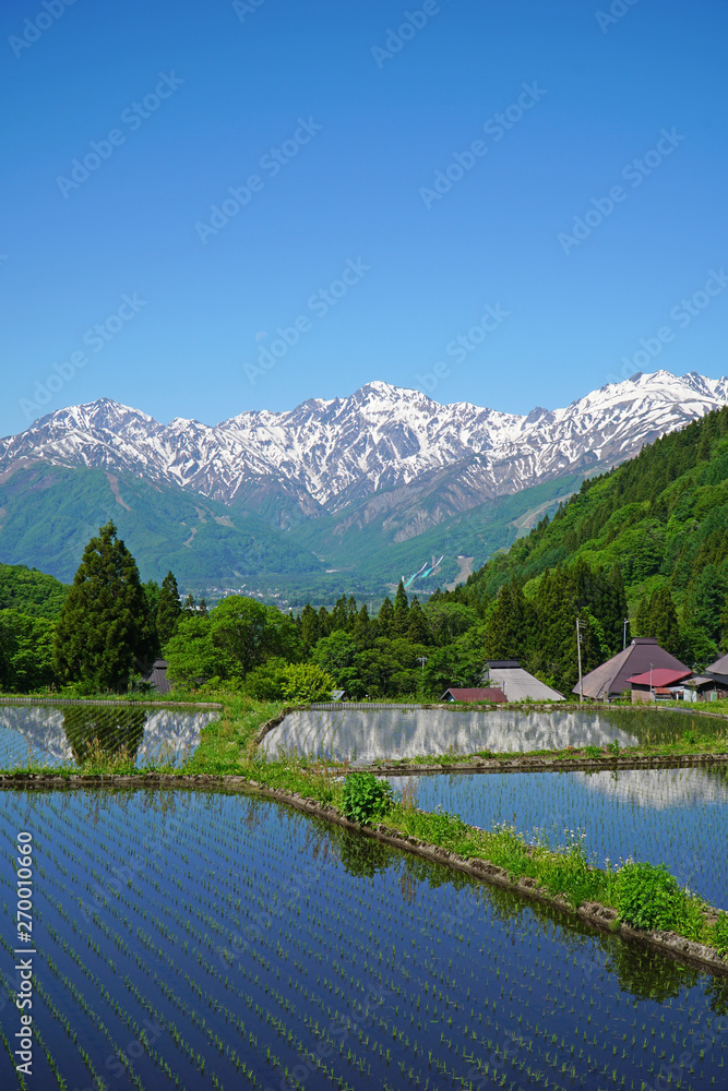 Fototapeta premium 北アルプスと水田(青鬼集落)