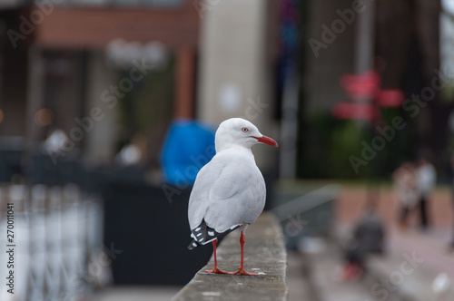 Seagull standing on a fence with city view on the background