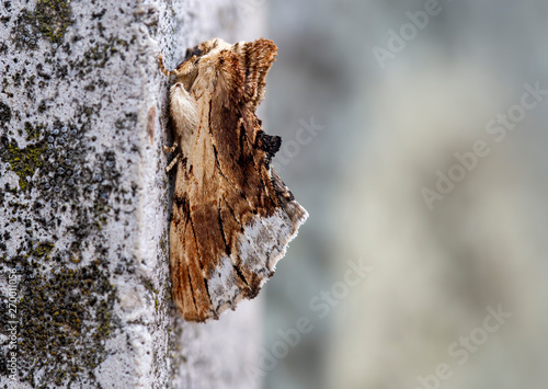 Ptilodon cucullina, Maple Prominent moth on wall. Europe. photo