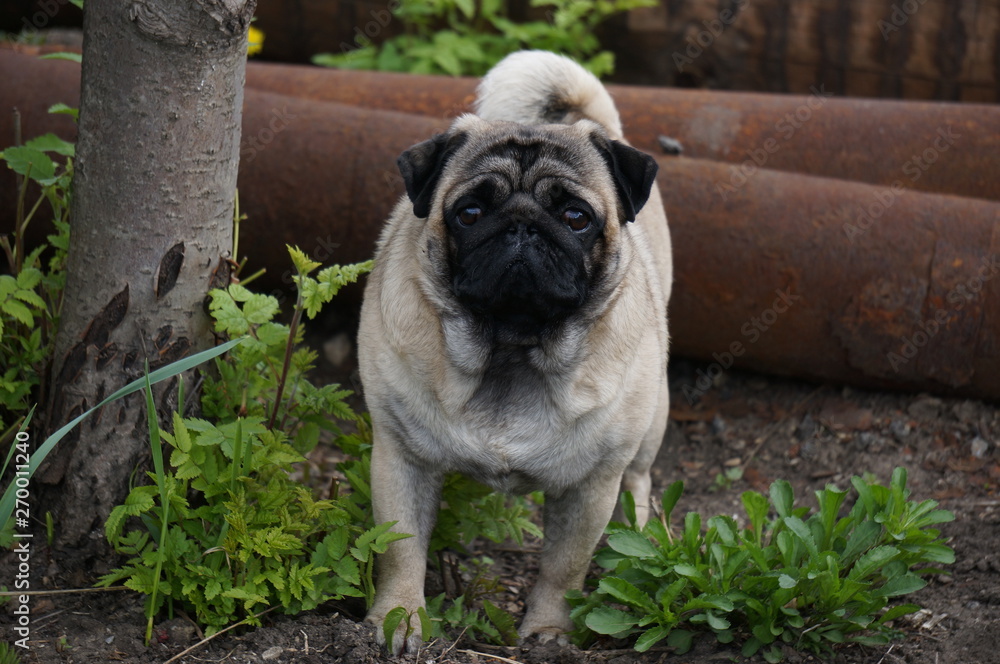 Funny pug in the garden with flowers Funny pug in the garden with flowers