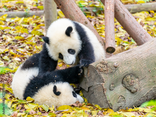 Fototapeta Naklejka Na Ścianę i Meble -  Two little pandas playing on the ground and gnawing bamboo shoots