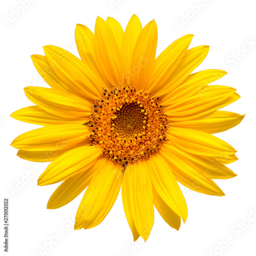 Flower of sunflower head isolated on white background. Seeds and oil. Flat lay  top view