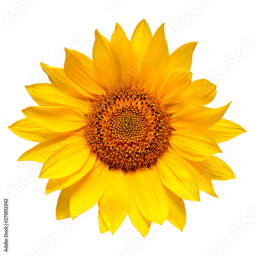 Flower of sunflower head isolated on white background. Seeds and oil. Flat lay, top view