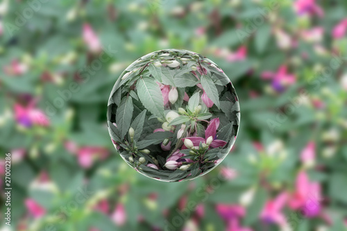 White hybrid fuchsia in a chrystall ball with a nice bokeh background. lens ball photography