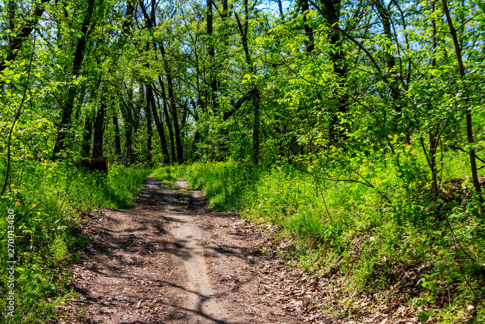 Dirt road in a green forest at spring Dirt road in a green forest at spring