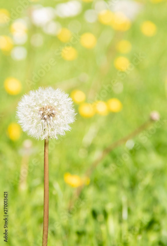 Pusteblume