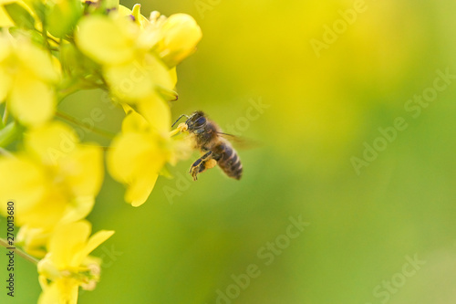 ミツバチ　菜の花　ホバリング © sora_nus