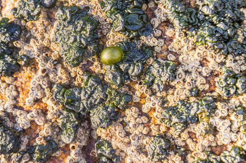 Rivularia blue alga photo
