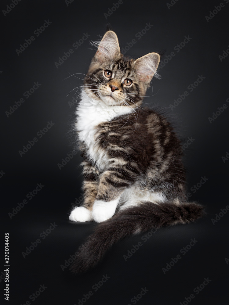 Cute black tabby with white Maine Coon cat kitten, sittingside ways. Looking at camera with brown eyes facing front. Isolated on black background. Tail hanging over edge. One paw lifted.