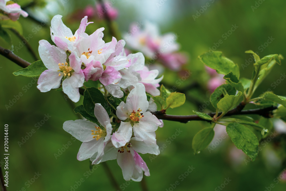 Blooming apple tree in spring. Pink and white flowers of fruit tree on green natural background. Flower season, floral background, landscape. Tree branch blossom. Flowering apple tree, springtime Blooming apple tree in spring. Pink and white flowers of fruit tree on green natural background. Flower season, floral background, landscape. Tree branch blossom. Flowering apple tree, springtime
