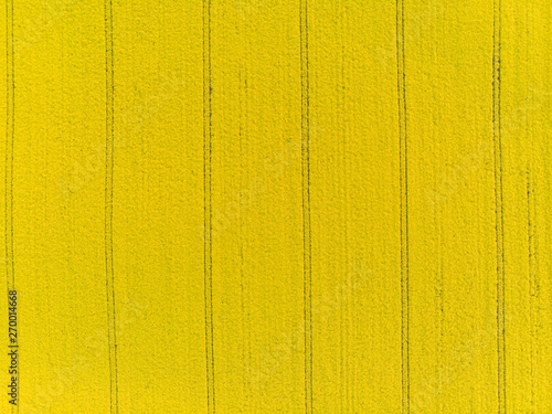 Top down aerial view of yellow canola field