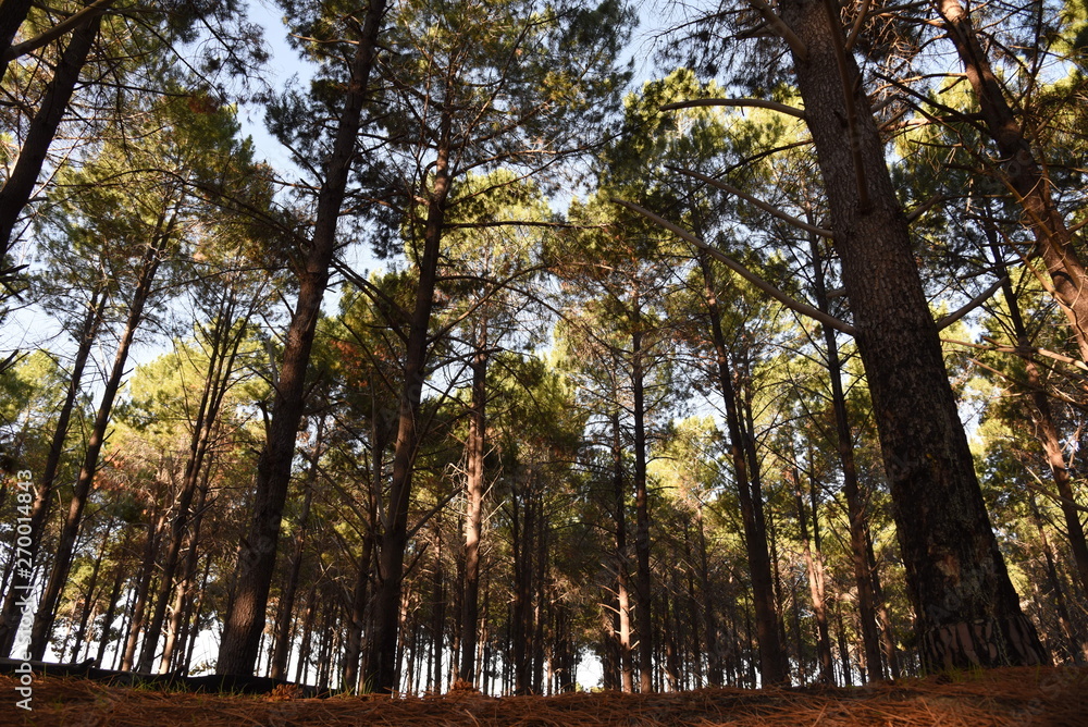 Fototapeta premium Forest